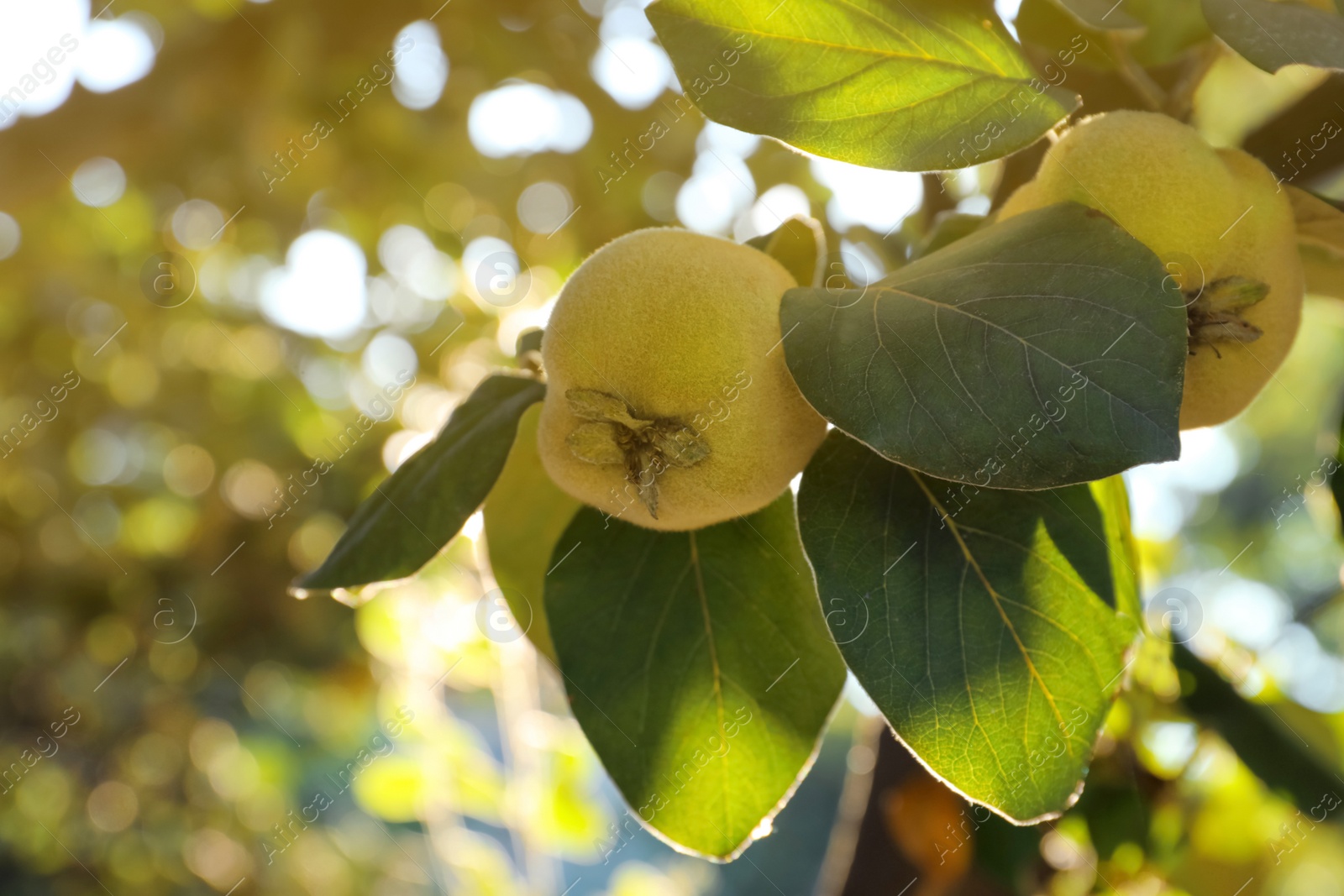 Photo of Quince tree branch with fruits outdoors, closeup