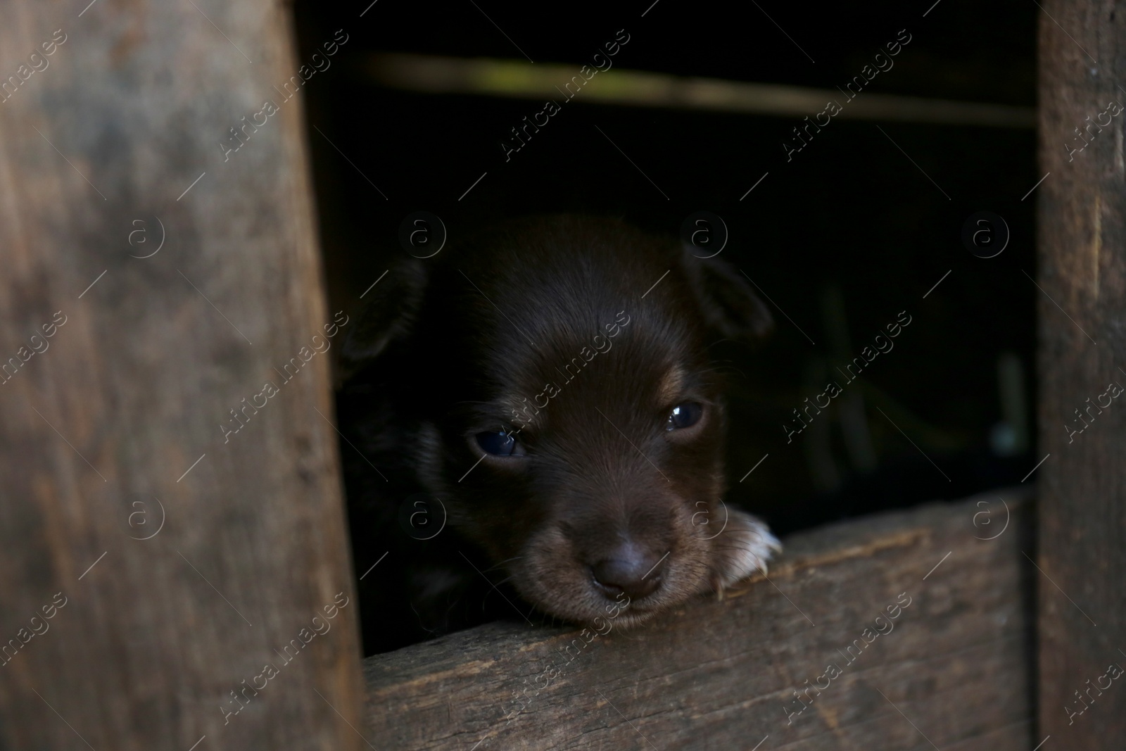 Photo of Cute small puppy in wooden kennel. Friendly dog