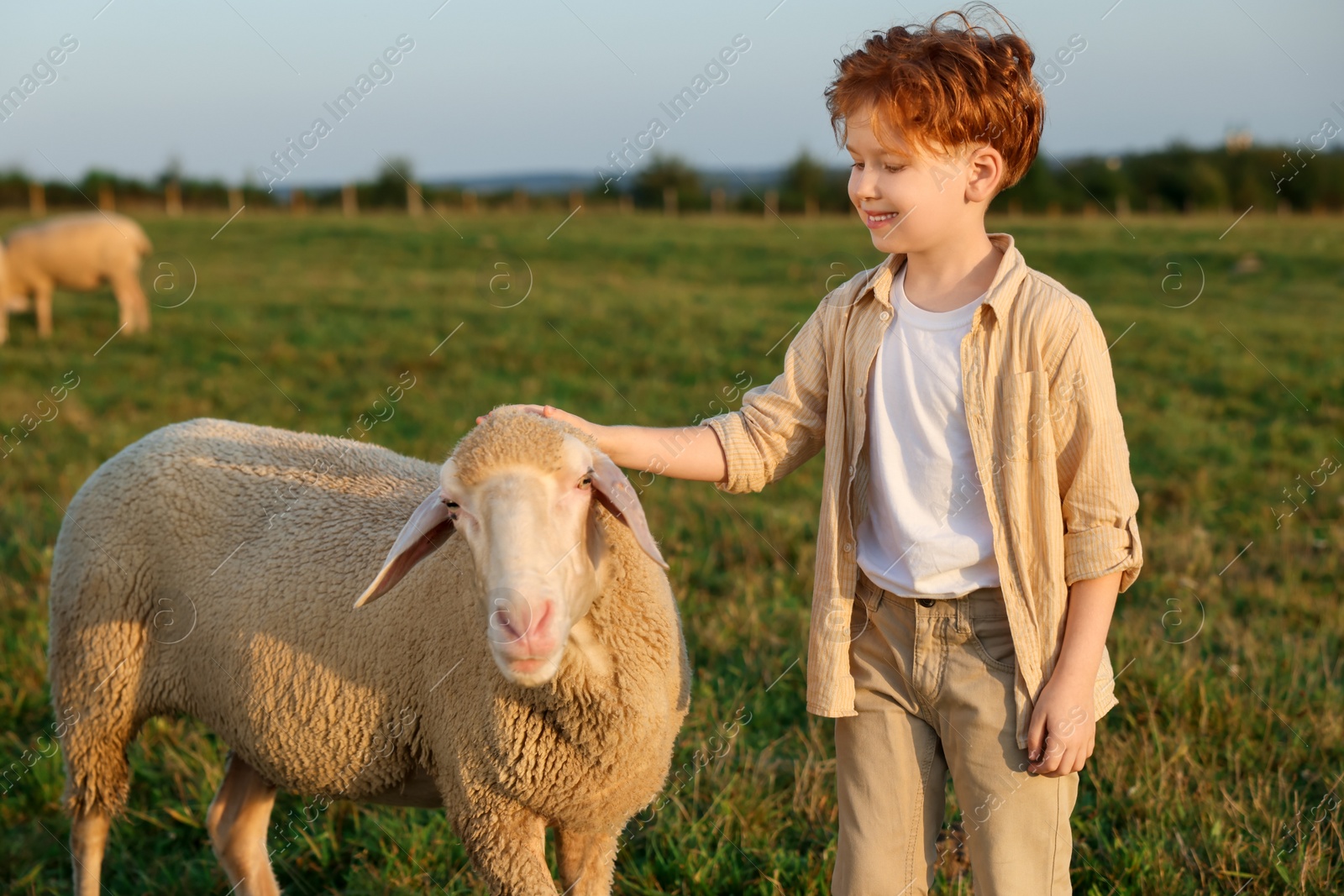 Photo of Boy stroking sheep on pasture. Farm animal