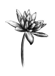 Blooming lotus flower on white background. Black and white illustration