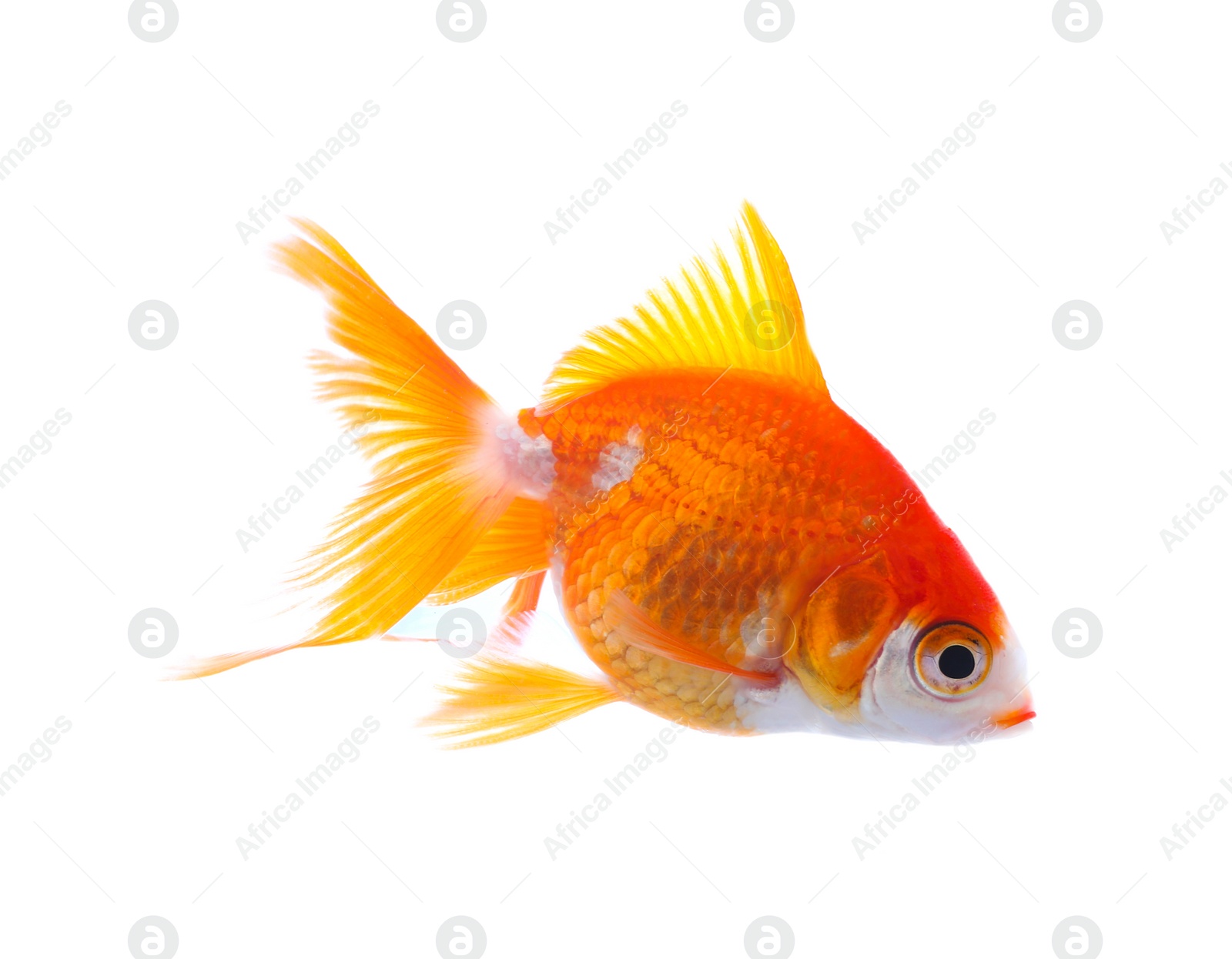 Photo of Beautiful bright small goldfish isolated on white