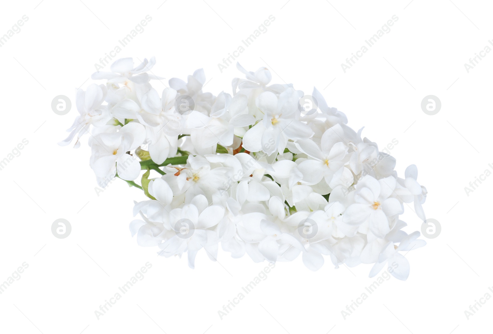 Photo of Beautiful blossoming lilac branch isolated on white