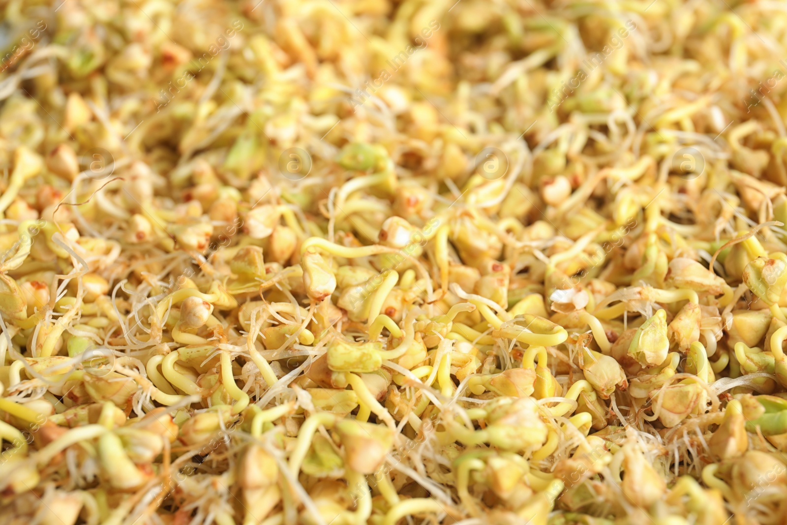 Photo of Sprouted green buckwheat grains as background, closeup