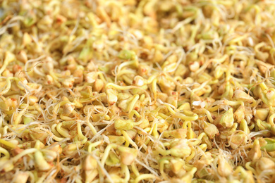 Sprouted green buckwheat grains as background, closeup