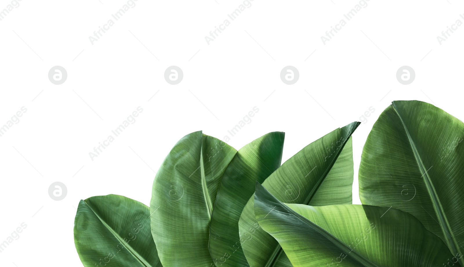 Image of Set of fresh green banana leaves on white background