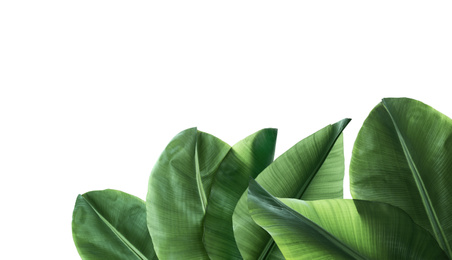 Image of Set of fresh green banana leaves on white background