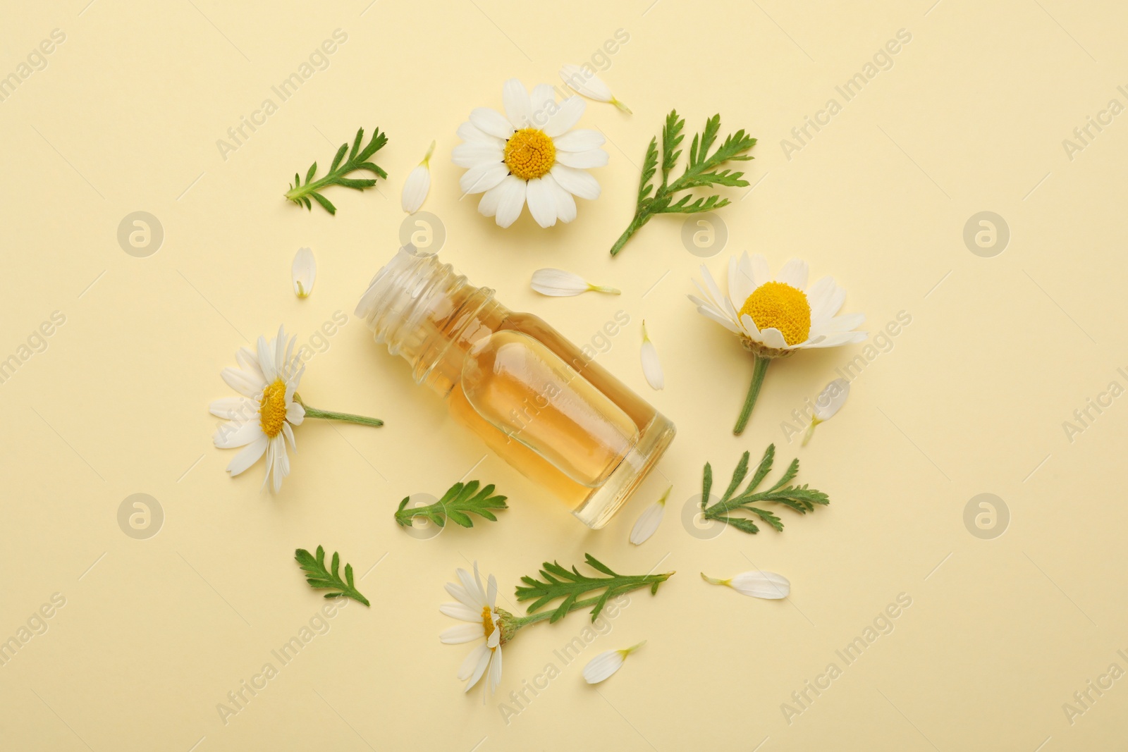 Photo of Flat lay composition with chamomile flowers and cosmetic bottle of essential oil on color background