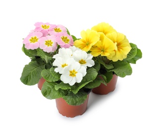 Beautiful primula (primrose) plants with colorful flowers on white background. Spring blossom