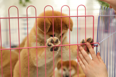 Photo of Woman near playpen with Akita Inu puppy indoors, closeup. Baby animal