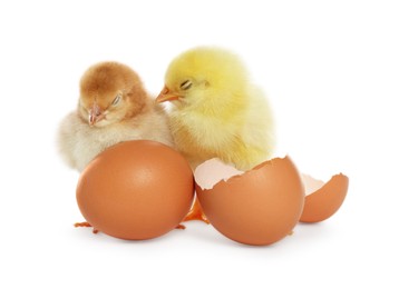 Photo of Two cute chicks, egg and pieces of shell on white background. Baby animals