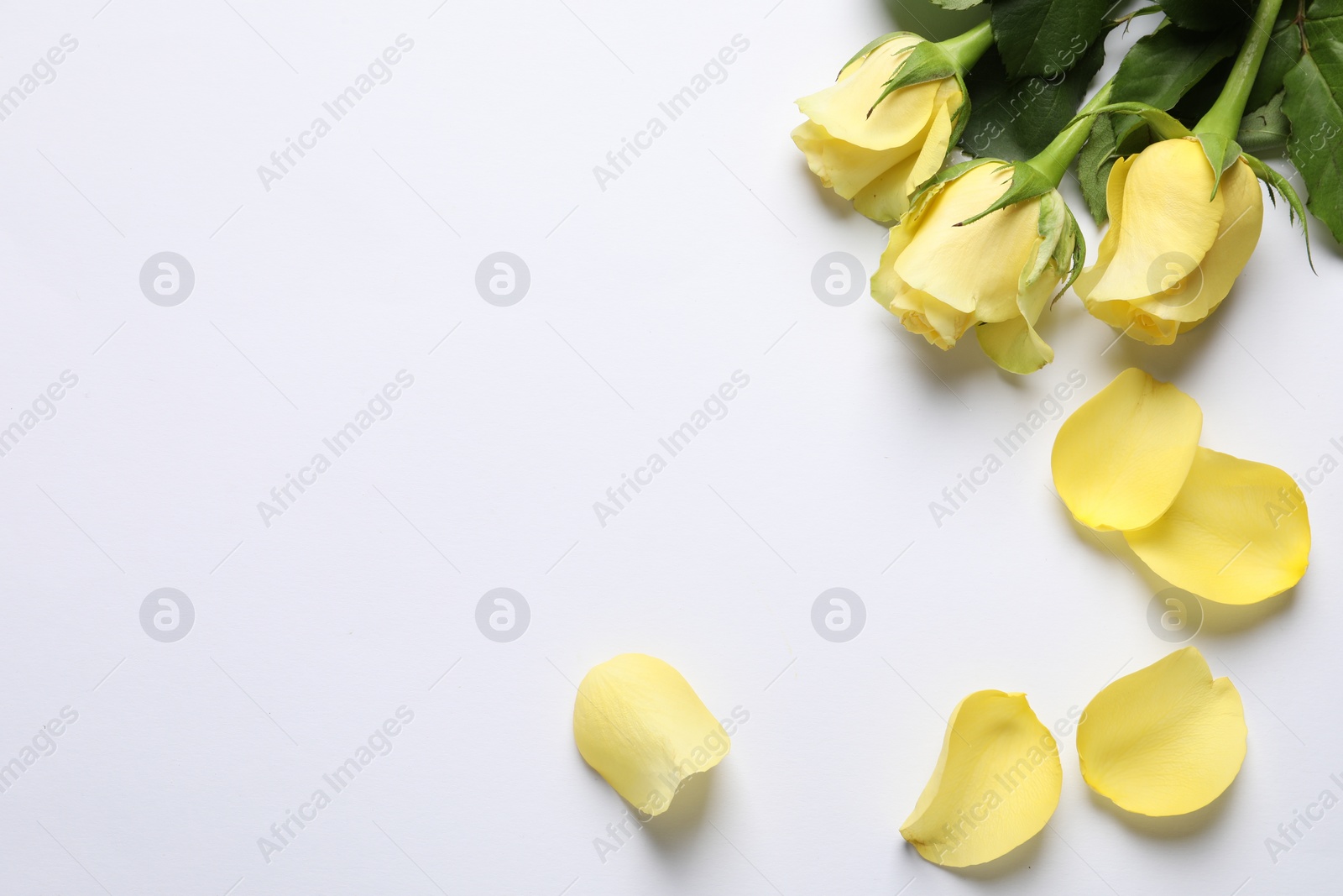 Photo of Beautiful yellow roses and petals on white background, flat lay. Space for text