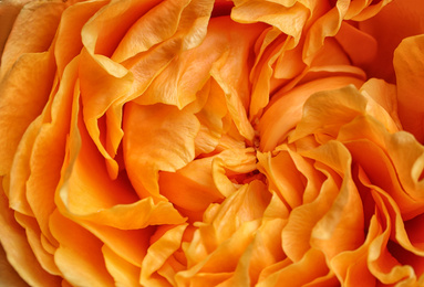 Closeup view of beautiful blooming rose as background. Floral decor