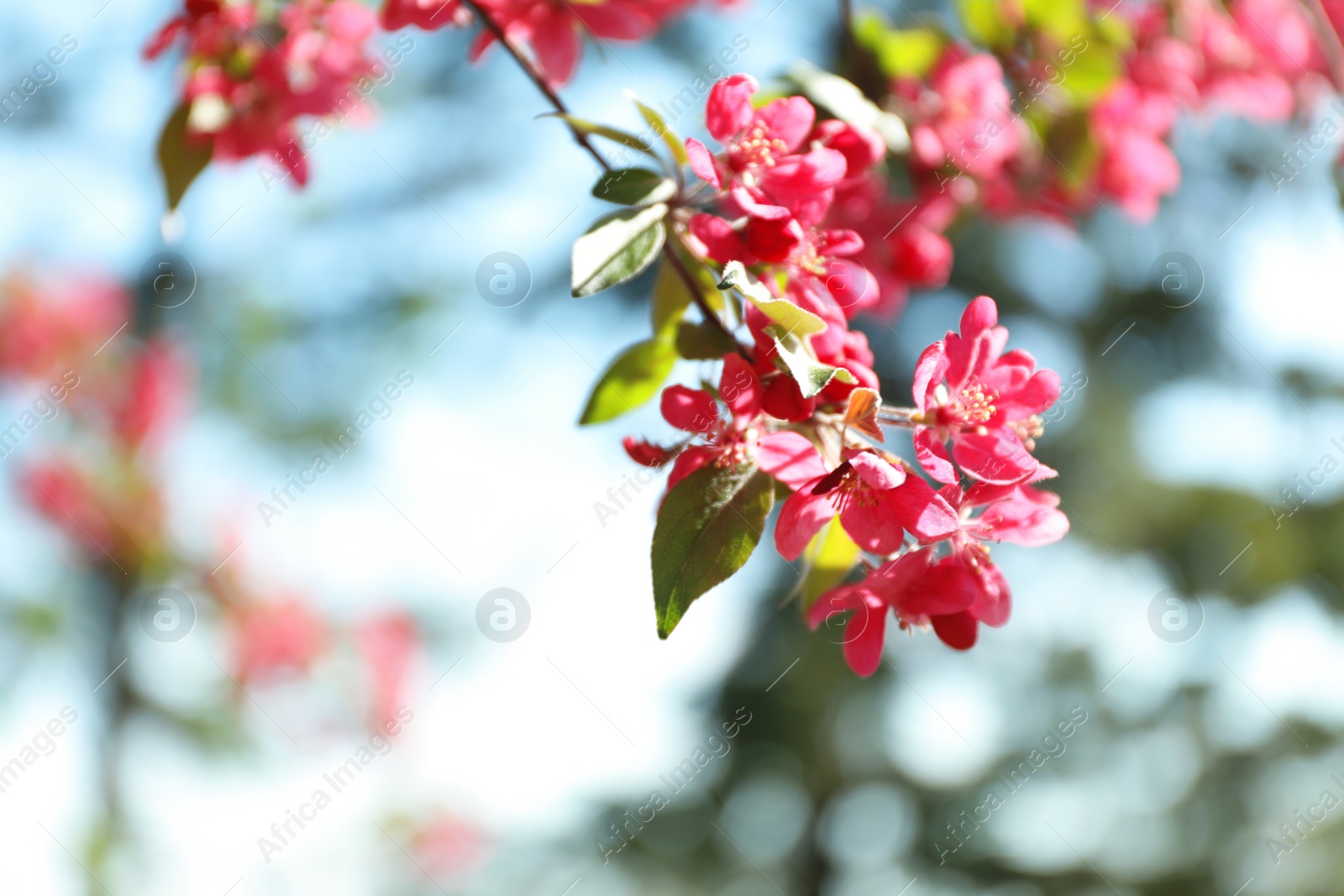 Photo of Blossoming spring tree, pink flowers, closeup