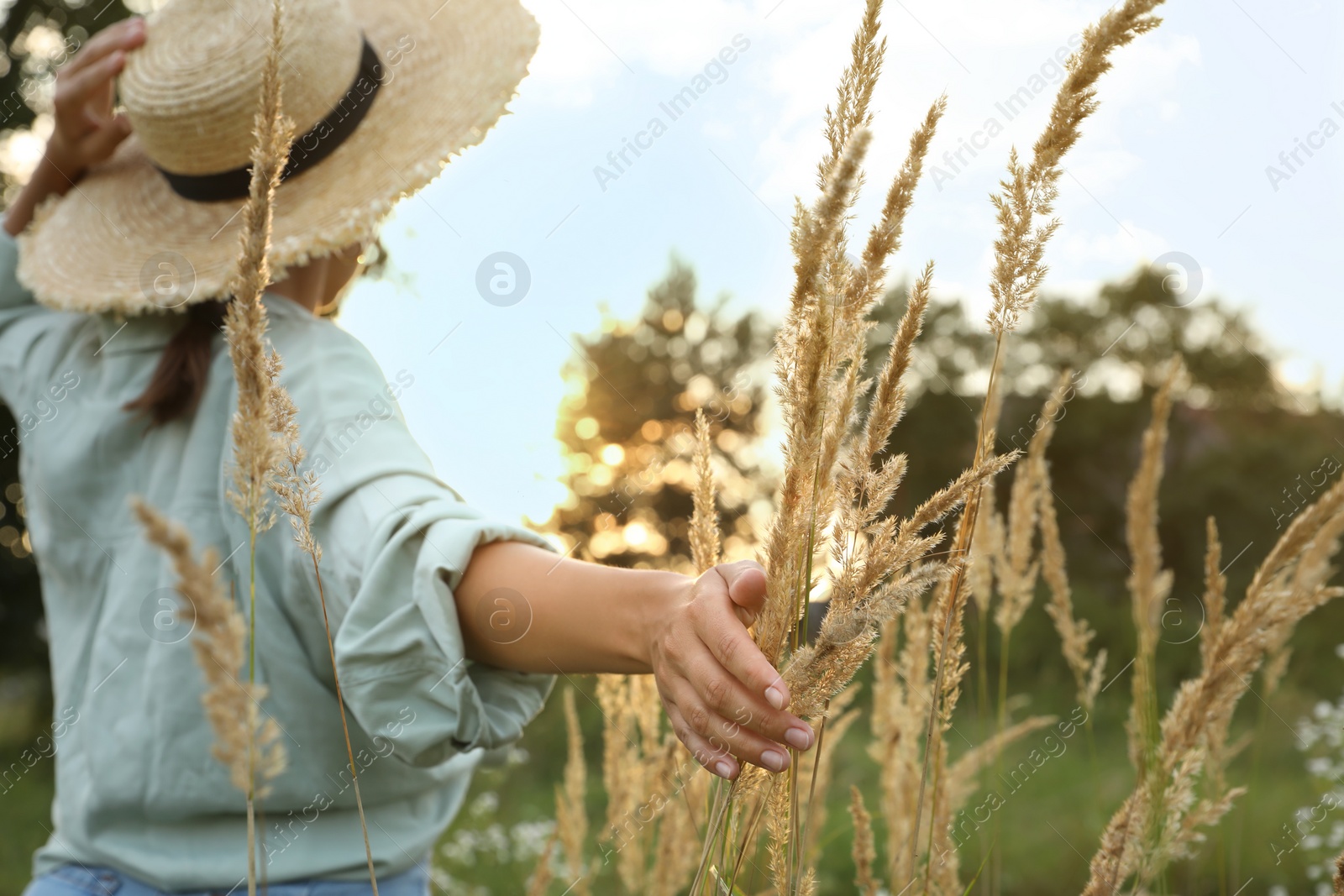 Photo of Woman walking through meadow and touching reed grass outdoors, selective focus