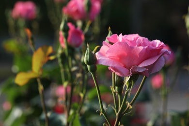 Photo of Beautiful blooming rose in garden on sunny day, space for text