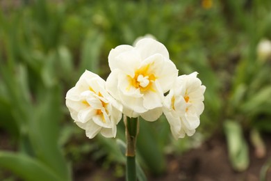 Photo of Closeup view of beautiful double daffodil flower outdoors on spring day