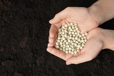 Photo of Woman holding pile of peas over soil, top view with space for text. Vegetable seeds planting