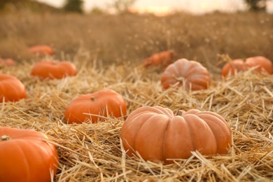 Ripe orange pumpkins among straw in field