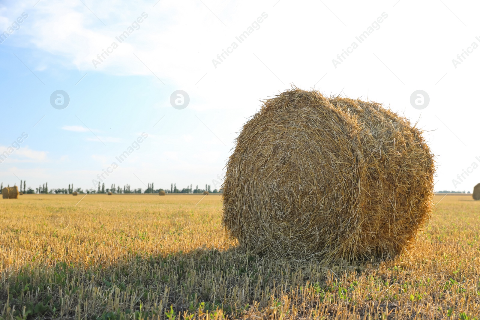 Photo of Round rolled hay bale in agricultural field on sunny day