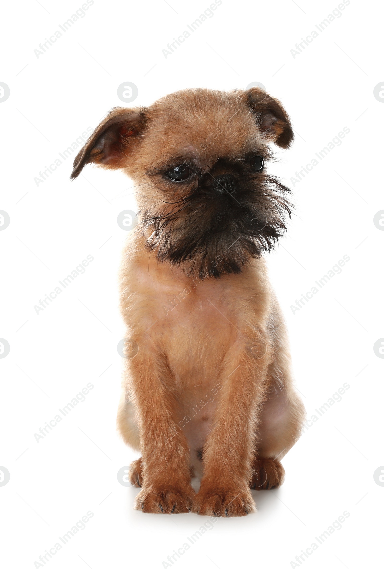 Photo of Studio portrait of funny Brussels Griffon dog on white background