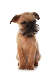 Photo of Studio portrait of funny Brussels Griffon dog on white background