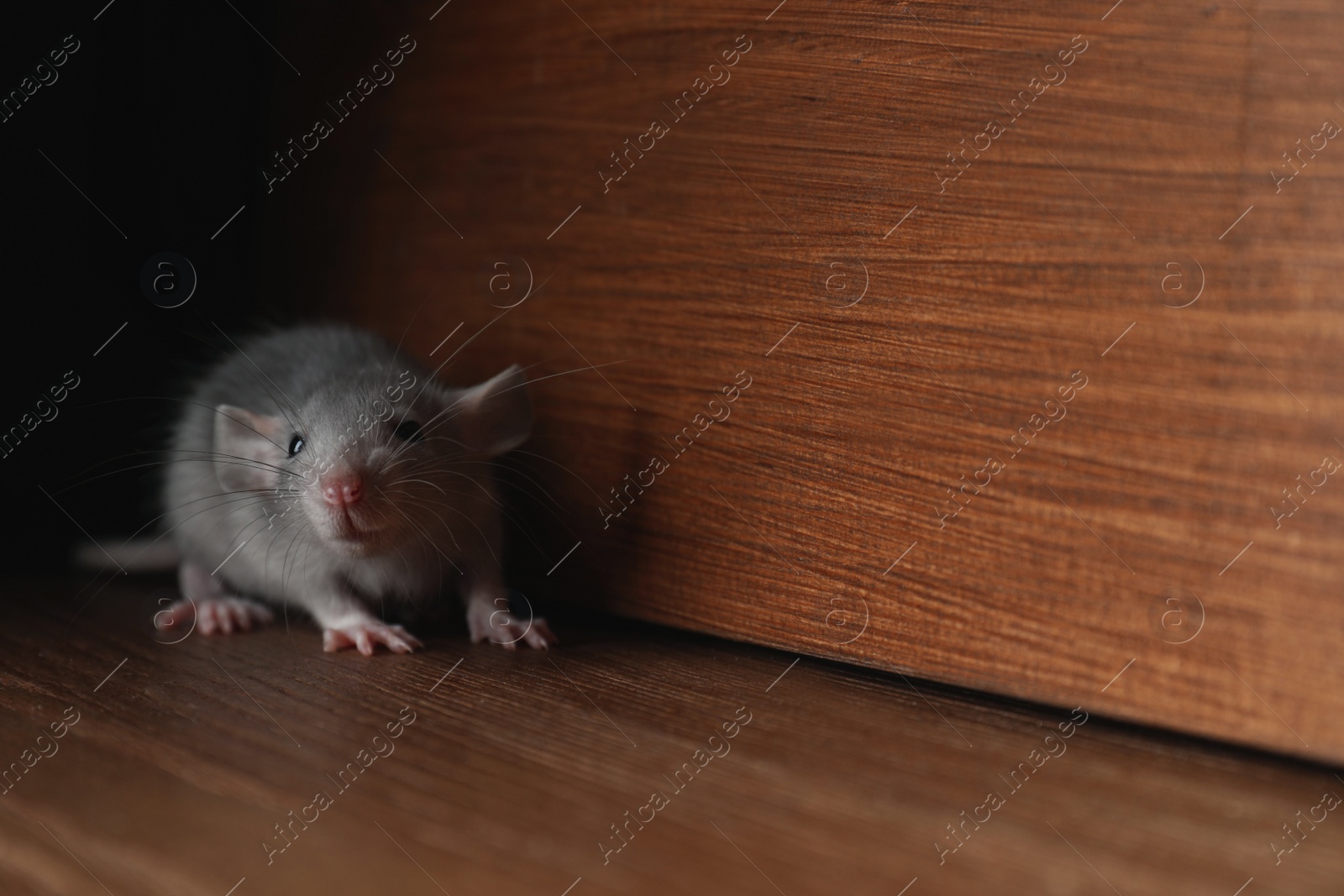 Photo of Small grey rat near wooden wall on floor. Space for text