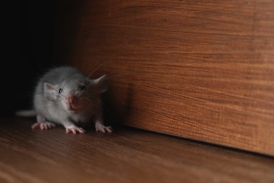 Photo of Small grey rat near wooden wall on floor. Space for text