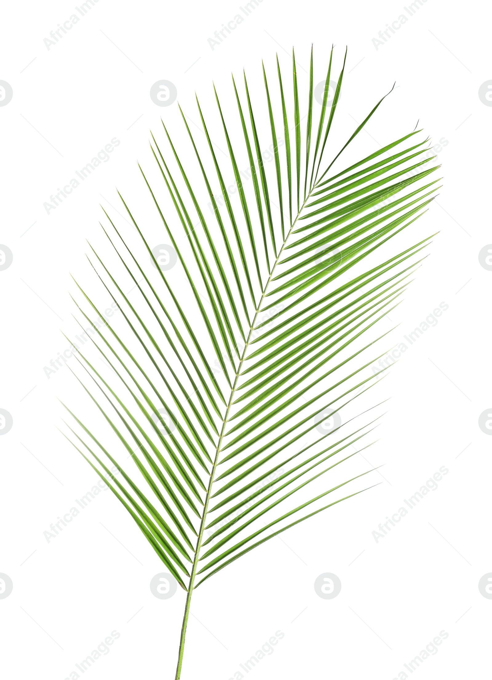 Photo of Beautiful lush tropical leaf isolated on white