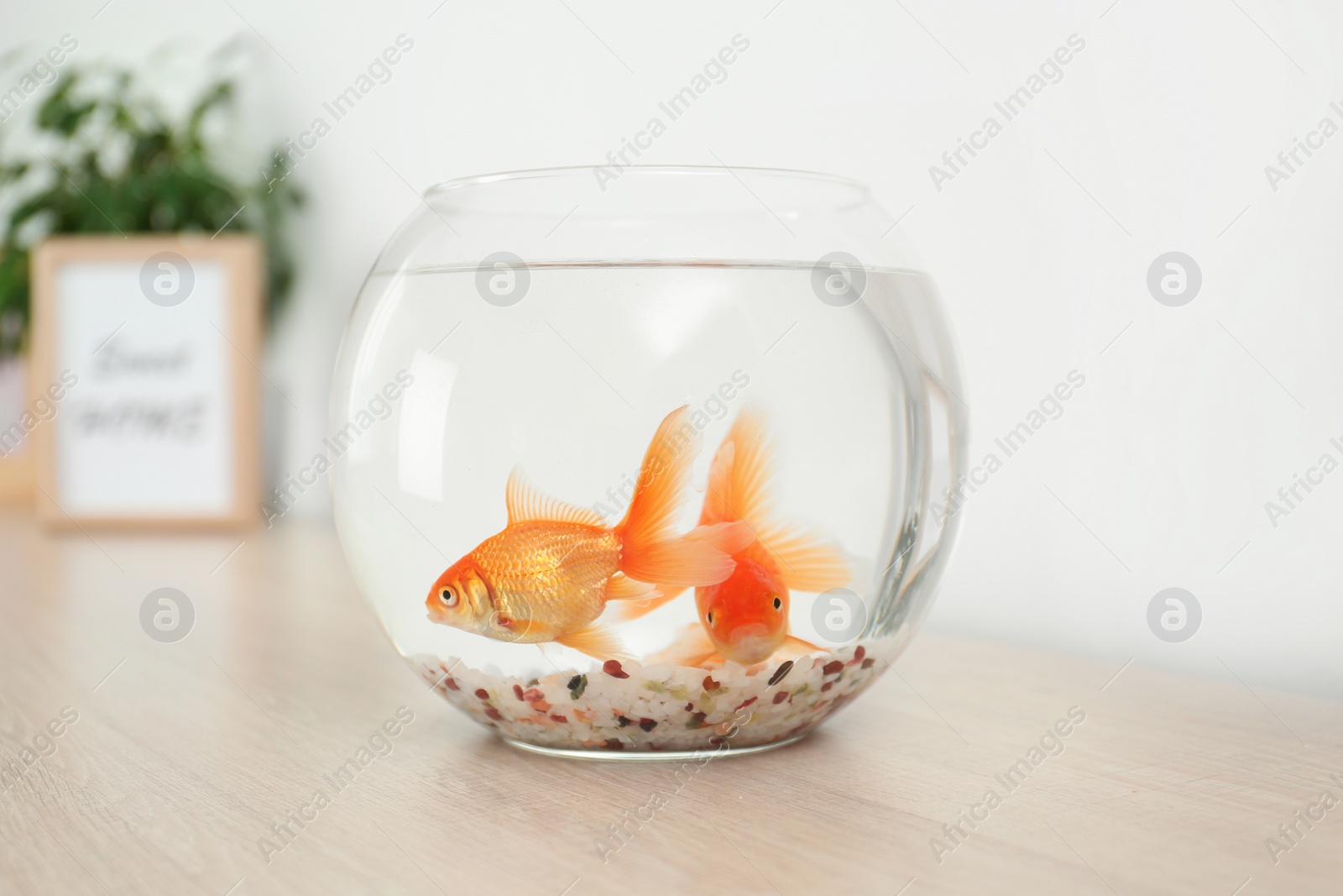 Photo of Beautiful bright small goldfishes in round glass aquarium on wooden table