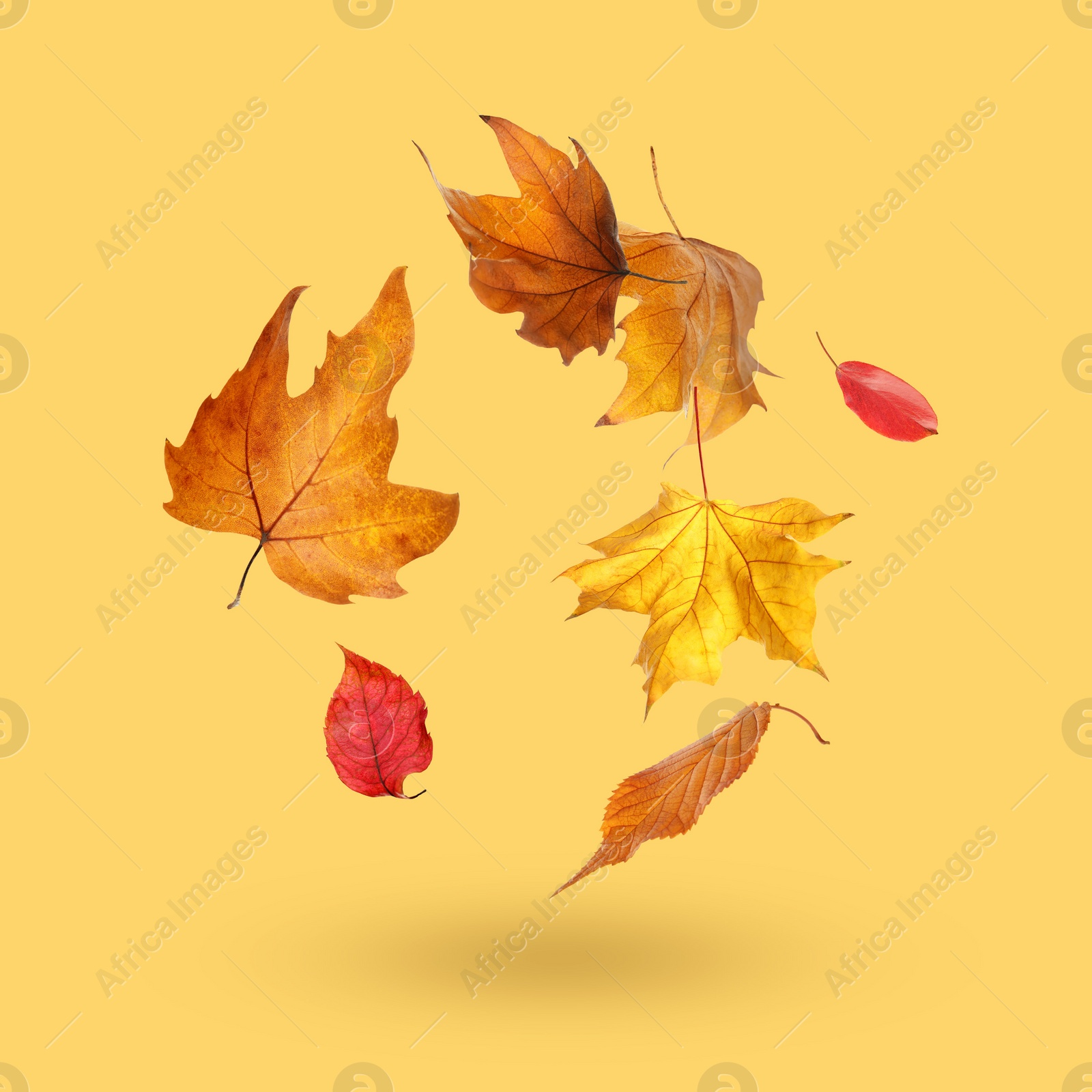 Image of Different autumn leaves falling on dusty golden background