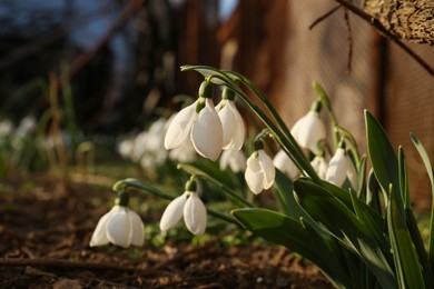 Photo of Beautiful blooming snowdrops growing outdoors. Spring flowers