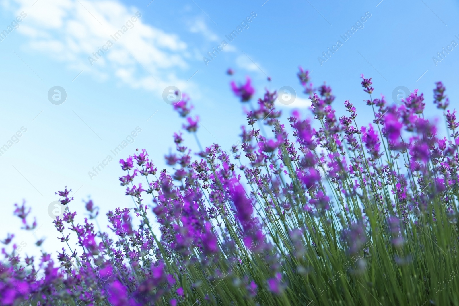 Photo of Beautiful blooming lavender field on summer day