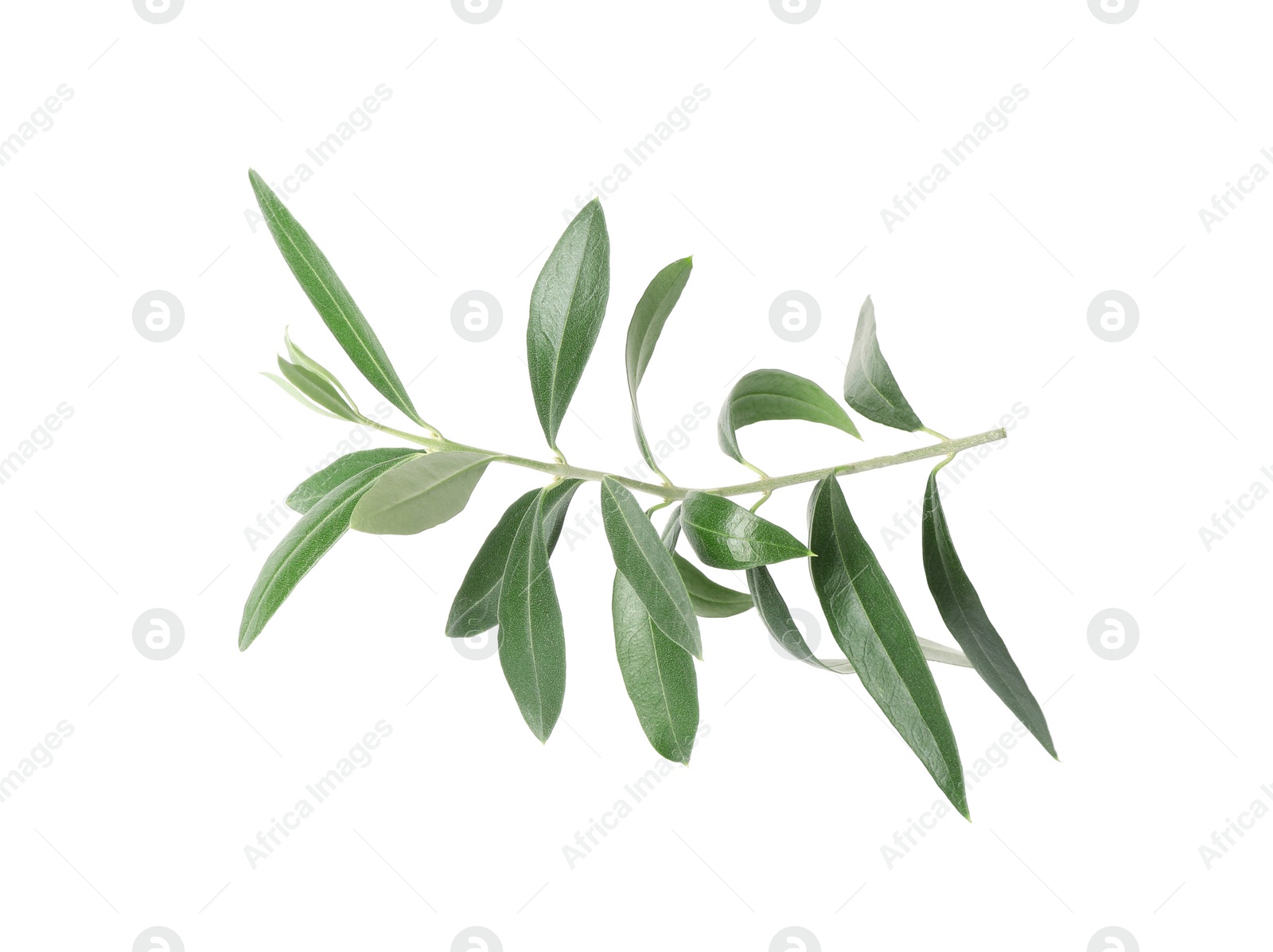 Photo of Twig with fresh green olive leaves on white background