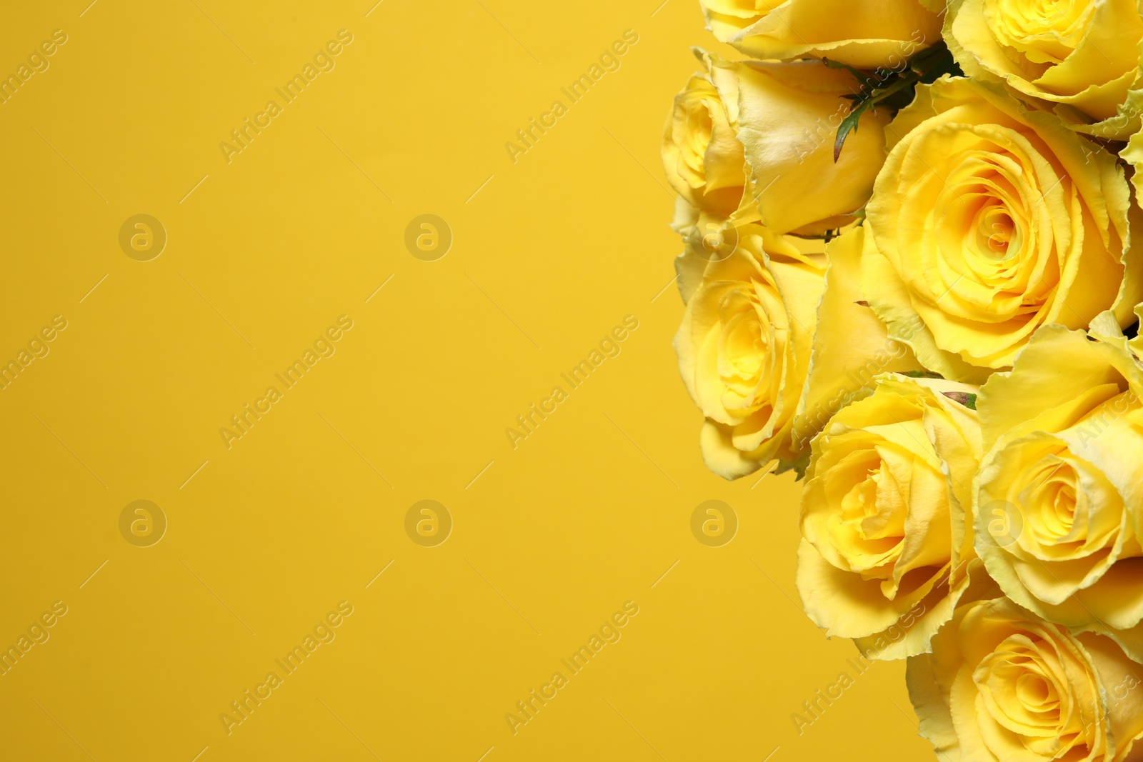 Photo of Beautiful bouquet of roses on yellow background, closeup. Space for text