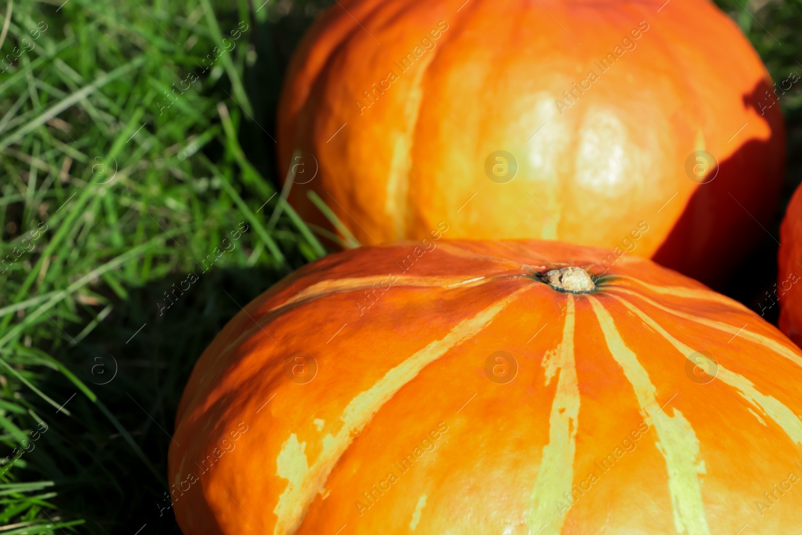 Photo of Whole ripe orange pumpkins among green grass outdoors, closeup