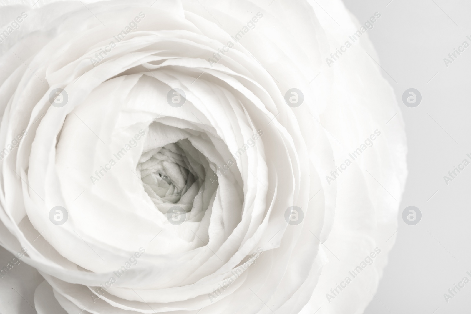 Image of Closeup view of beautiful delicate ranunculus flower