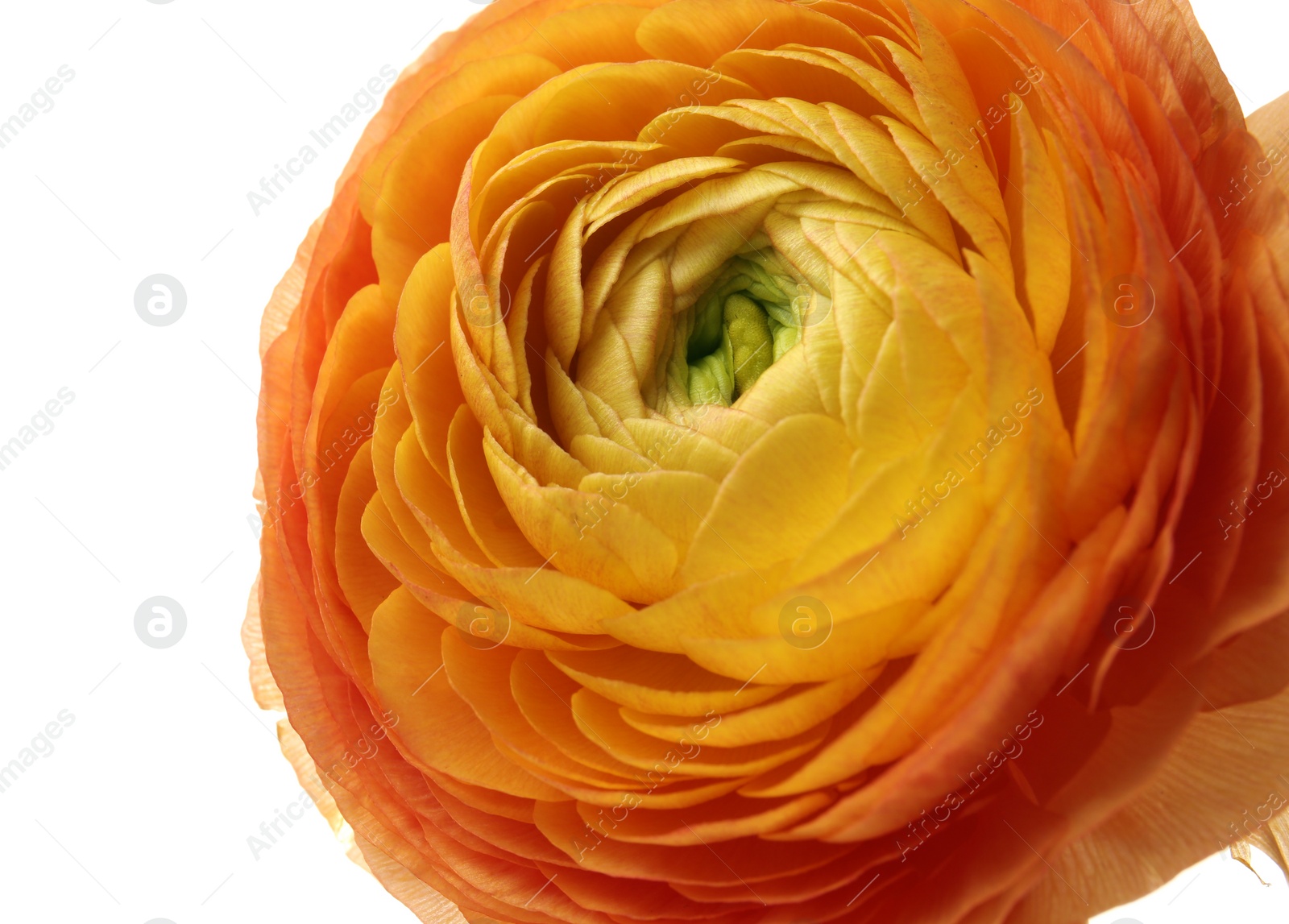 Photo of Beautiful ranunculus flower on white background