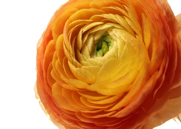 Photo of Beautiful ranunculus flower on white background