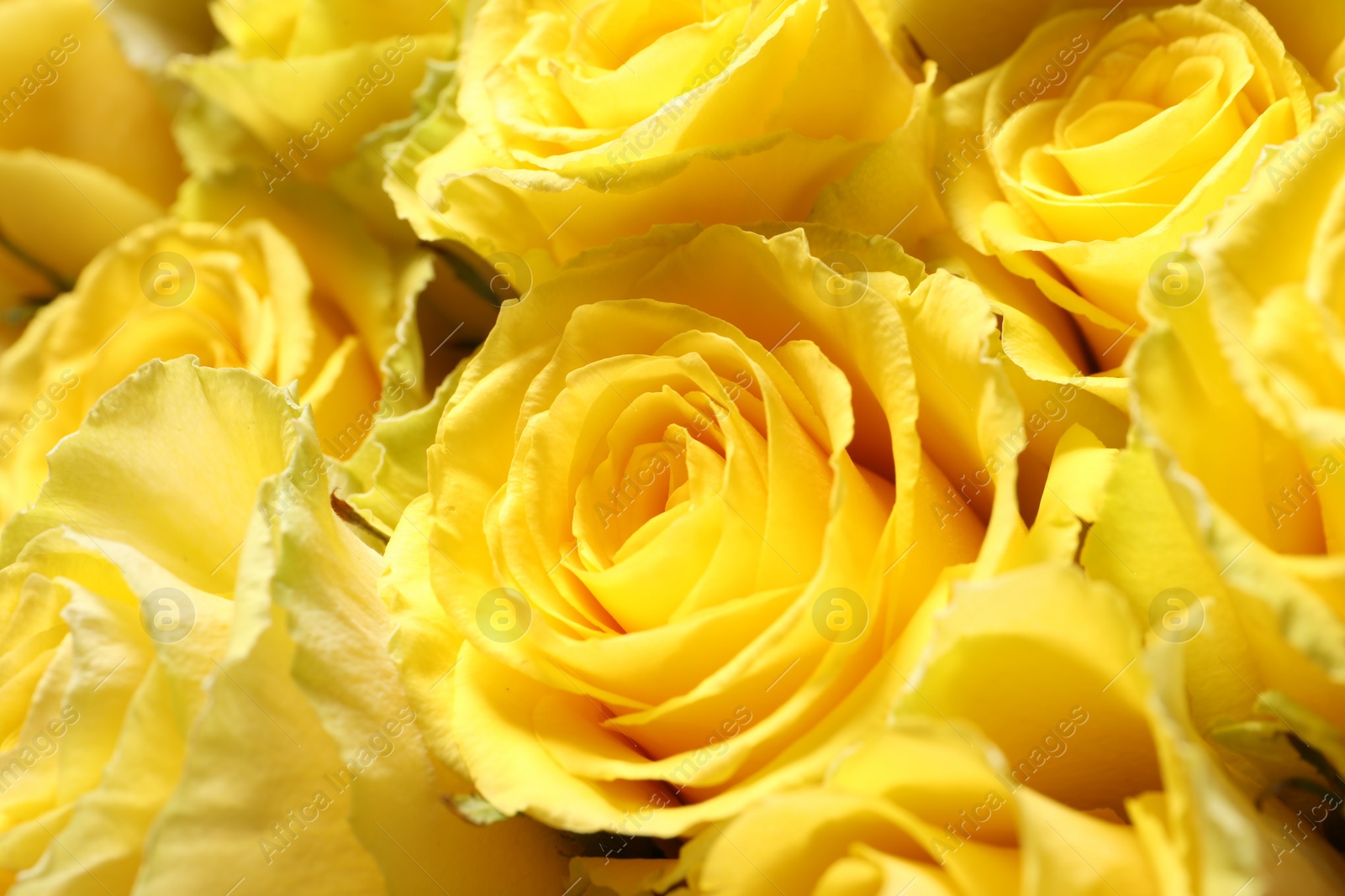 Photo of Beautiful bouquet of yellow roses as background, closeup