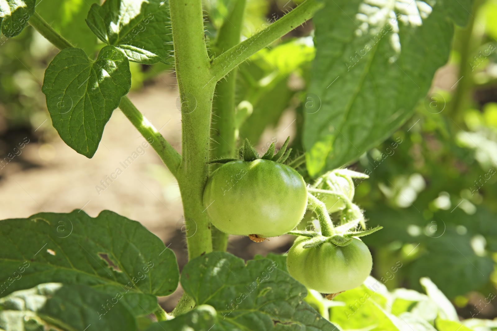 Photo of Green plant with unripe tomatoes in garden