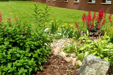 Photo of Beautiful flowerbed with different plants outdoors. Gardening and landscaping