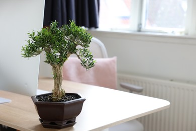 Photo of Beautiful bonsai tree in pot on wooden table indoors, space for text