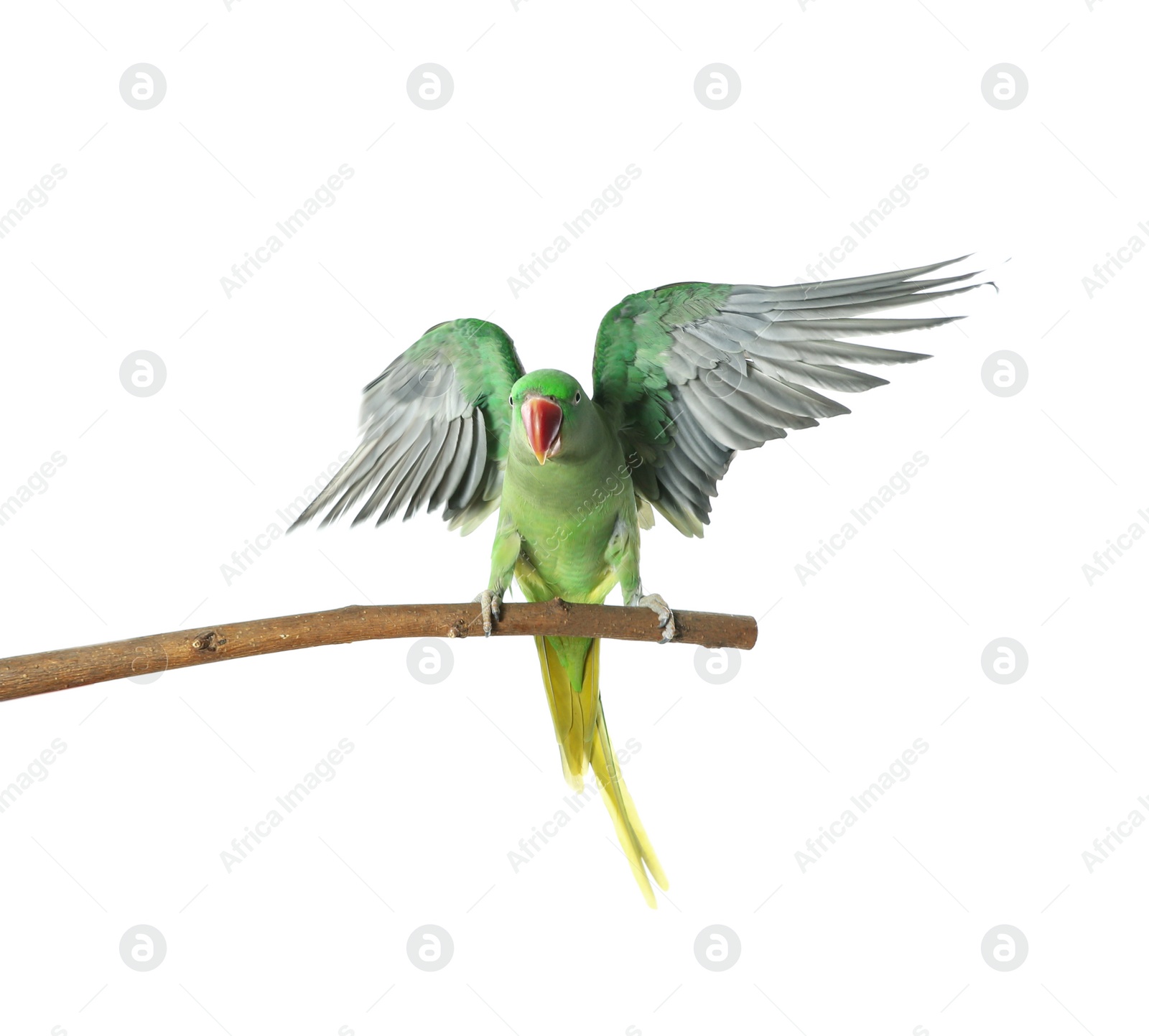 Photo of Beautiful Alexandrine Parakeet on tree branch against white background