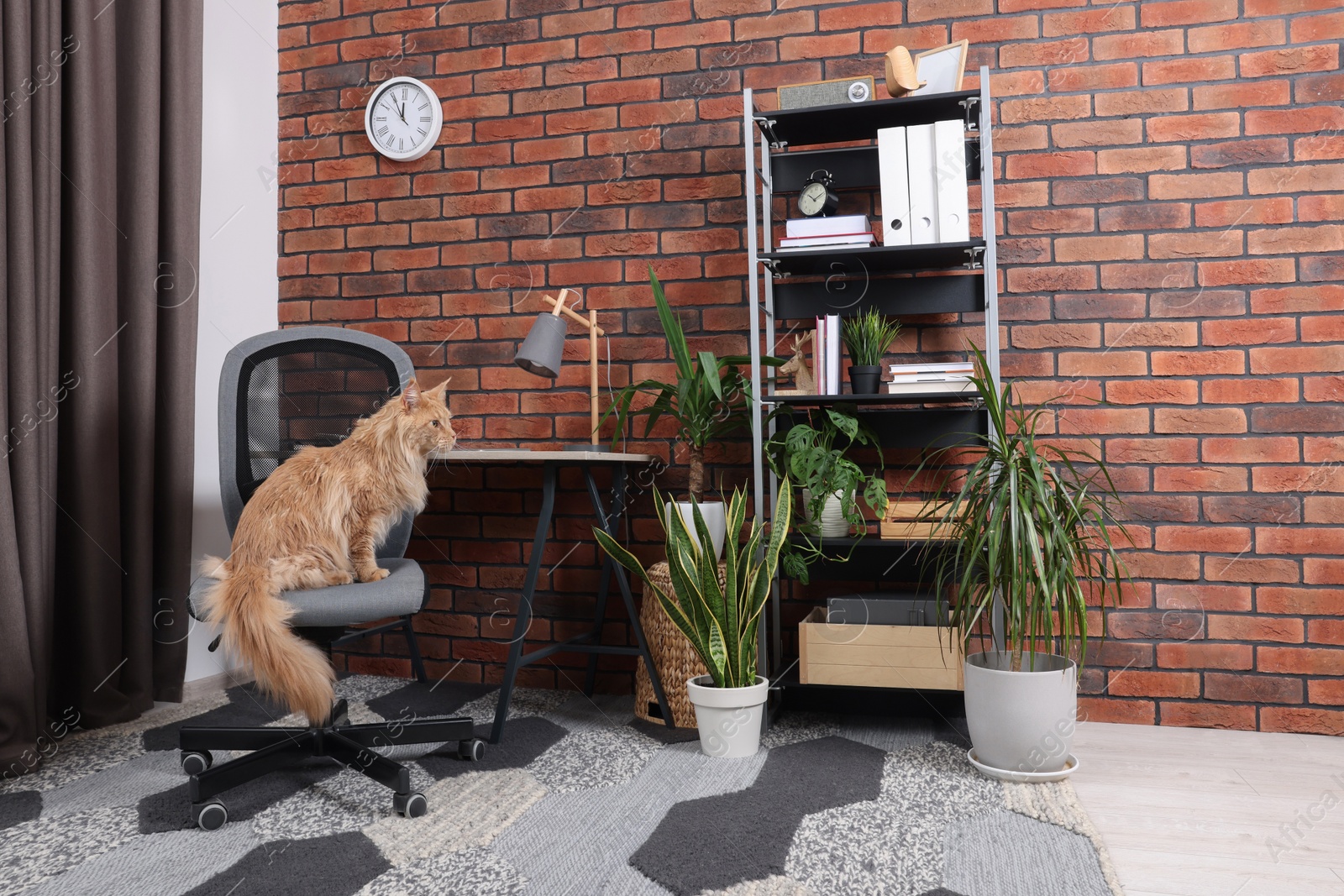 Photo of Beautiful cat sitting on chair near desk at home