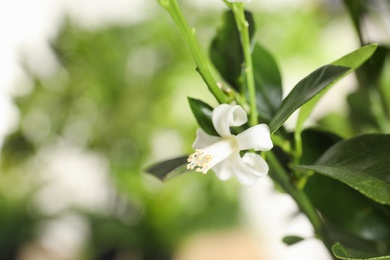 Photo of Branch of citrus tree with flower on blurred background. Space for text