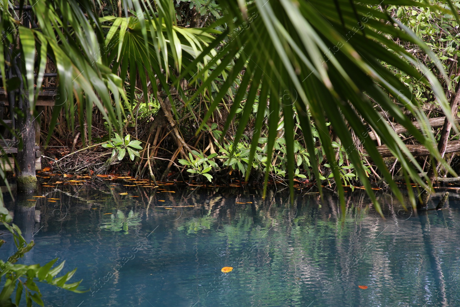 Photo of Picturesque view of beautiful lake in jungle