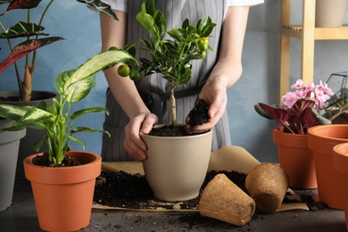 Woman transplanting home plant into new pot at table, closeup