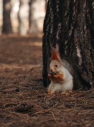 Cute red squirrel eating walnut near tree in forest