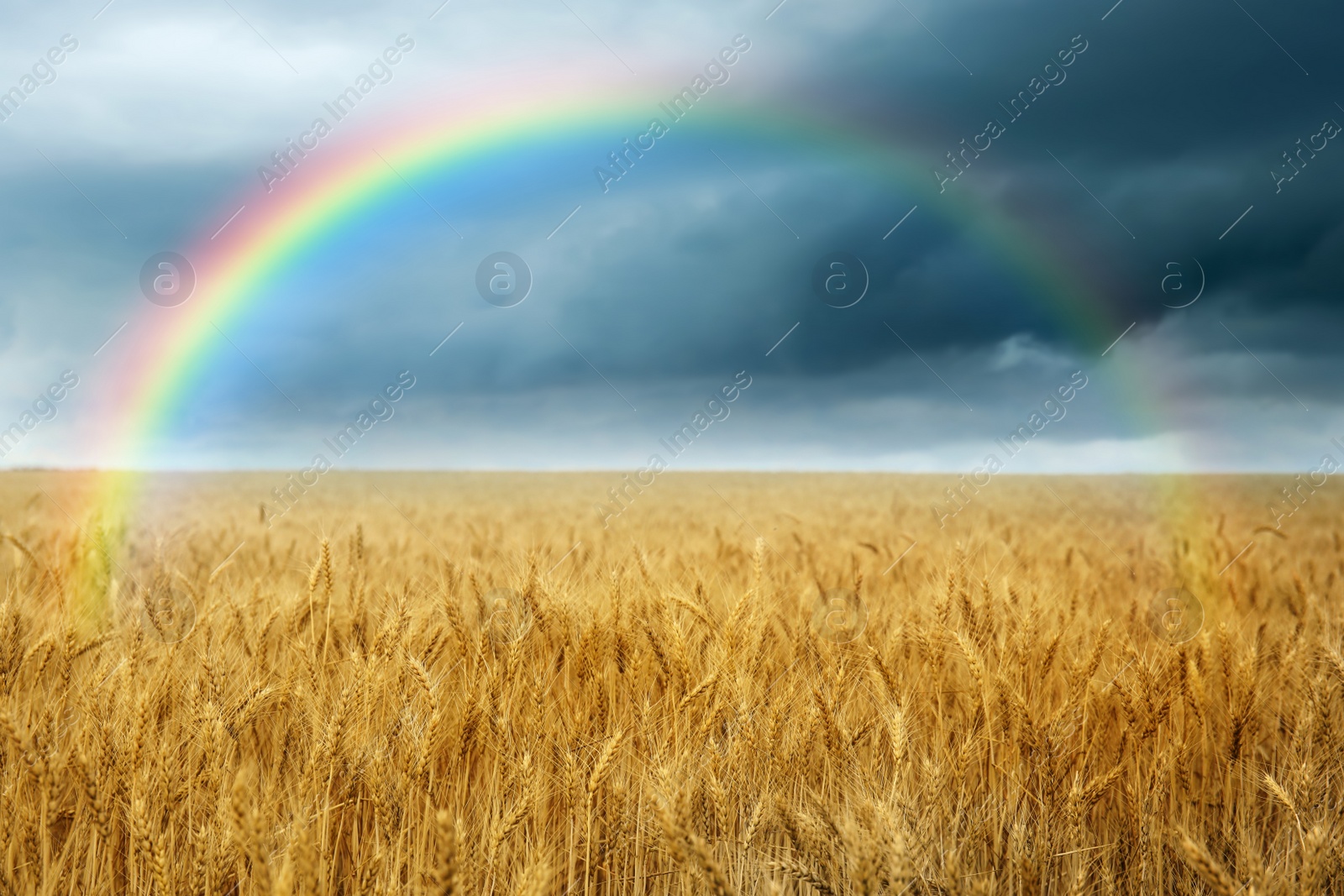 Image of Amazing rainbow over wheat field under stormy sky