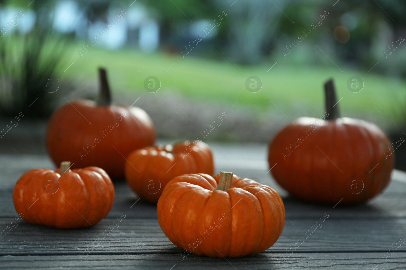 Photo of Many different pumpkins on wooden table outdoors